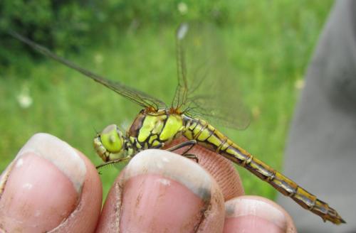Sympetrum sp.