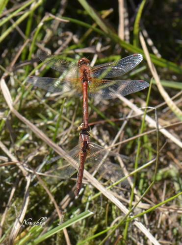 Réf. 77 952 : Sympetrum flaveolum