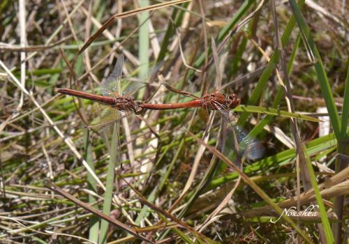Réf. 77 951 : Sympetrum flaveolum