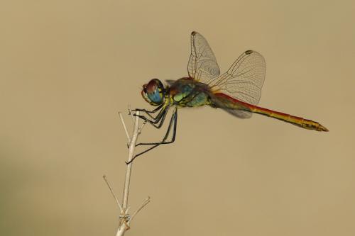Réf. 77 031 : Sympetrum fonscolombii