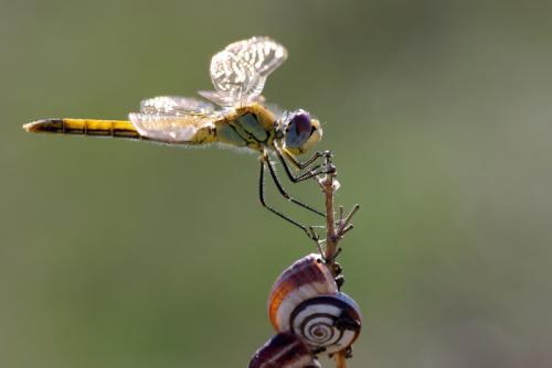Réf. 77 032 : Sympetrum fonscolombii
