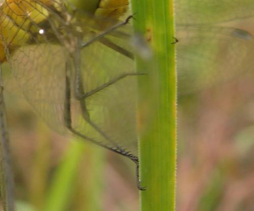 Sympetrum sp.