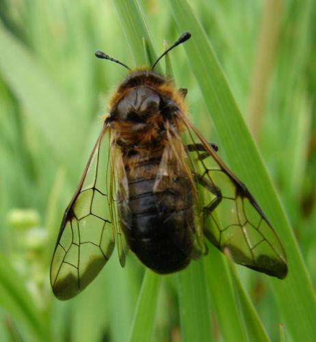 Pseudoclavellaria amerinae