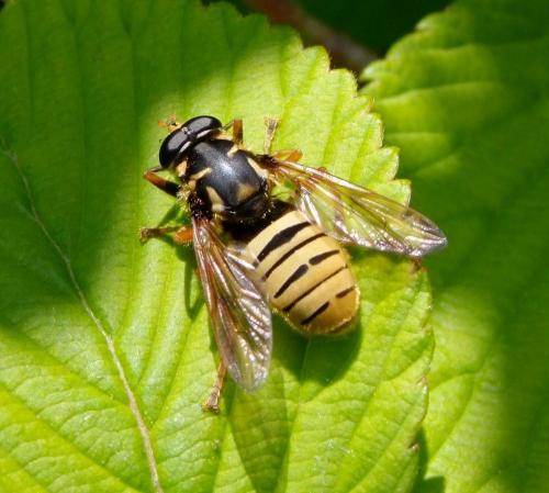 Temnostoma vespiforme