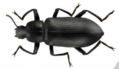 Réf. 77 179 : Promethis sp.