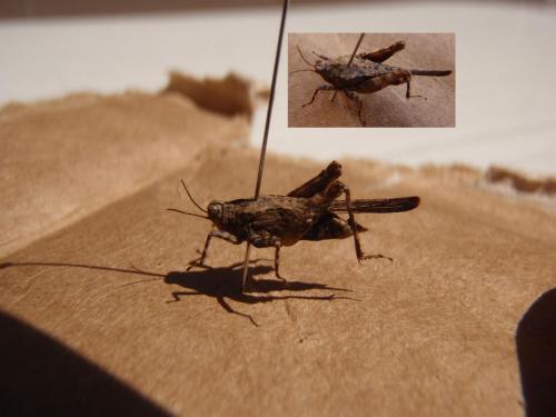 Paratettix meridionalis