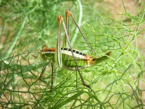 Poecilimon sp.