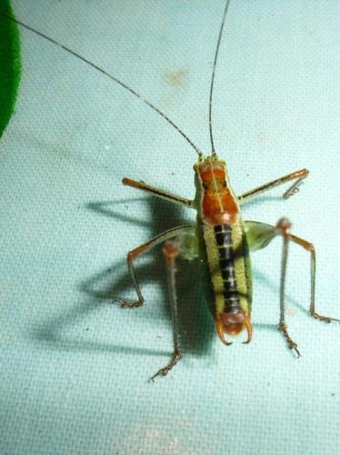 Poecilimon sp.