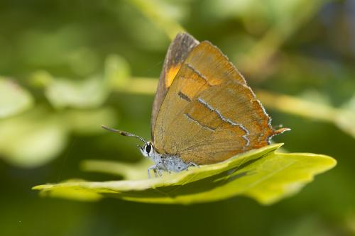 Thecla betulae