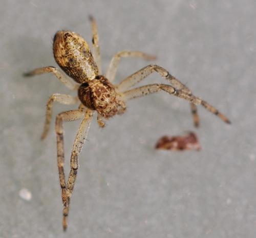Réf. 77 463 : Tmarus sp.