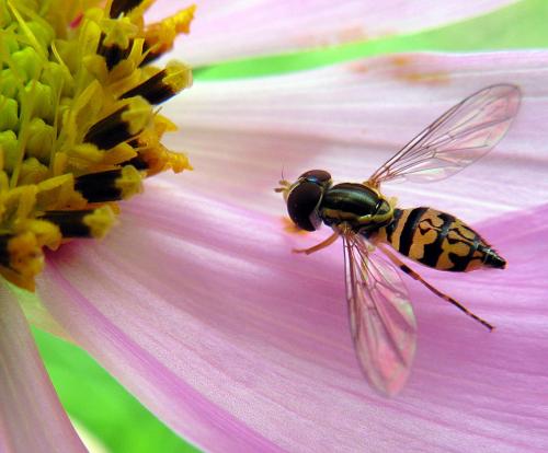 Réf. 77 977 : Toxomerus marginatus