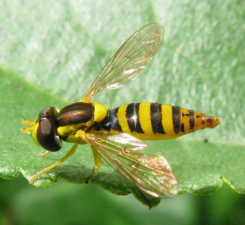 Réf. 77 979 : Sphaerophoria sp.