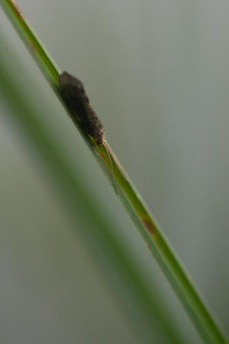 Réf. 77 741 : Tinodes waeneri