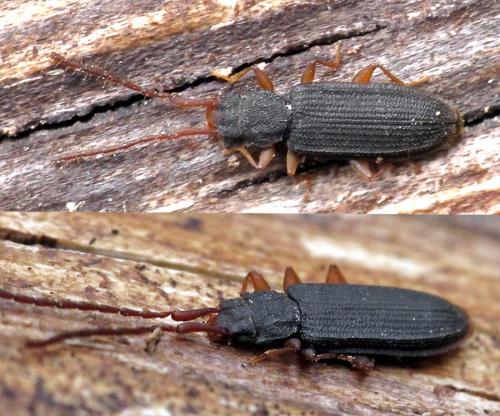 Réf. 77 016 : Uleiota planatus