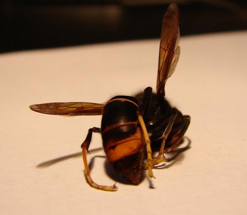 Vespa velutina