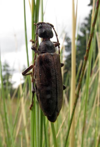 Réf. 77 071 : Vesperus strepens