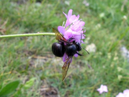 Réf. 77 087 : Xylocopa sp.