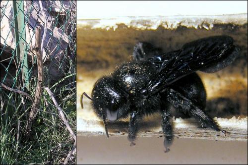 Réf. 77 045 : Xylocopa iris