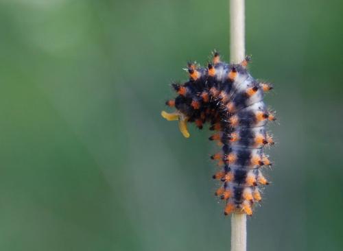 Zerynthia polyxena