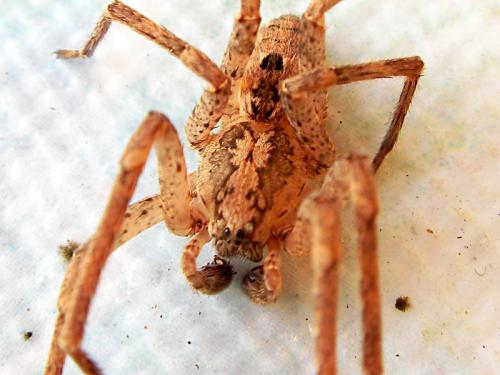 Zoropsis spinimana