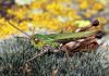 77369 – Photo : Vincent Derreumaux – France (65)