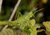77966 – Photo : Vincent Derreumaux – France (65)