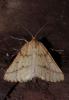 77161 – Photo : Jérémie Lemarié – France (85)