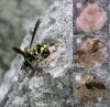 Eumenes sp.