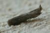 77238 – Photo : Olivier Pineau – France (30)