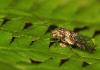 77470 – Photo : Vincent Derreumaux – France (65)