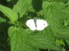 77511 – Photo : Anonyme – Belgique