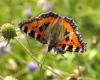 77199 – Photo : vanderbergh – France (61)