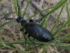 77958 – Photo : Sabine Beutin – France (77)