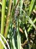 77930 – Photo : Noushka – France (31)