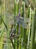 77947 – Photo : Noushka – France (31)