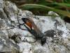 77781 – Photo : Brigitte Ulmer – France (47)