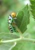 77084 – Photo : Vincent VALLI – France (10)