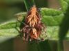 77030 – Photo : Arthropa - Benoit Martha – France (63)