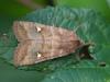 77157 – Photo : Arthropa - Benoit Martha – France (71)