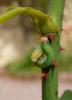 77241 – Photo : Vincent VALLI – France (10)
