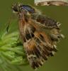 77122 – Photo : Pascal Vigneron – France (77)