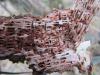 77264 – Photo : Florentin MADROLLES – France (36)