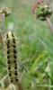 77968 – Photo : Fred More – France (22)