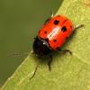 77140 – Photo : Vincent Derreumaux – France (11)