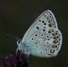 77358 – Photo : Pelouard – France (06)