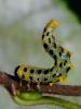 77325 – Photo : CUCHET Gerard – France (38)