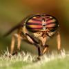 77442 – Photo : Vincent Derreumaux – France (65)
