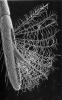 77895 – Photo : Anonyme – NR