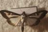 77646 – Photo : Gérard Foucat – France (91)
