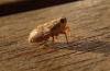 77868 – Photo : Jean-Claude Jamoulle – France (06)